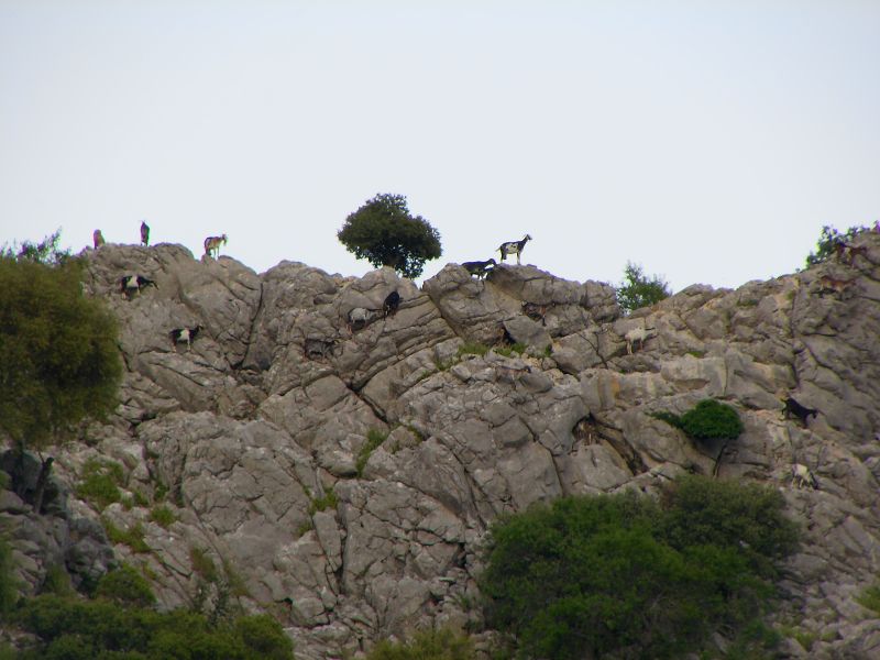 Goats on the rocks near Villaluenga del Rosario, Payoyo goat cheese factory