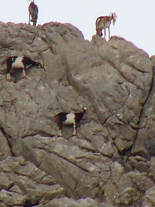 Goats on the rocks near Villaluenga del Rosario