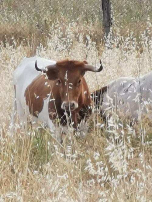 One of the cows near the track to Sima Villaluenga