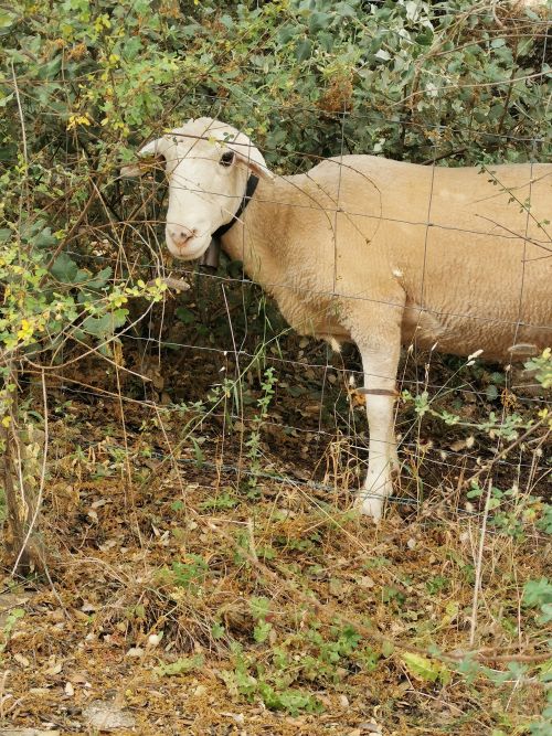 One of the sheep with a bell on, on the track to the Dolmen del Gigante
