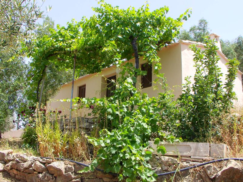 The cottage up behind El Tajo and grape vines in the garden