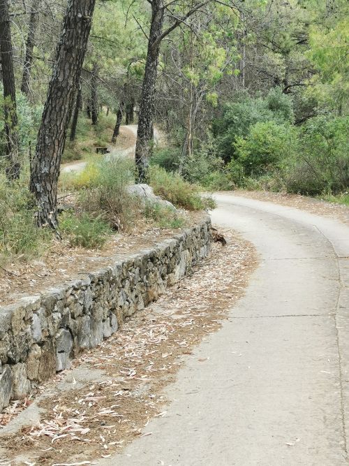 The road through the trees at the beginning of the track to the Dolmen del Gigante