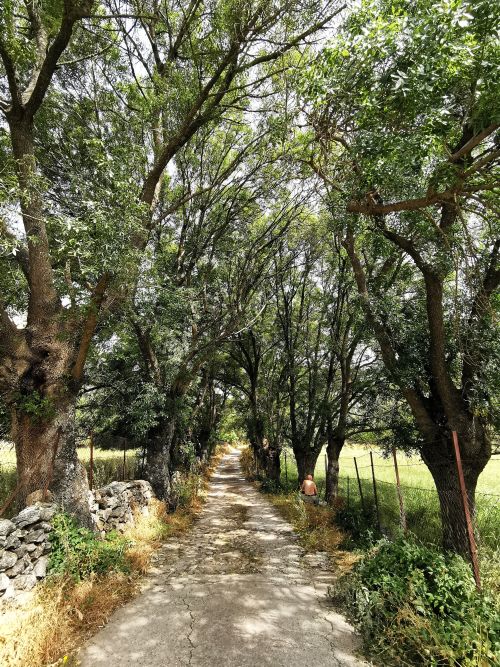 The tree lined road leading to the track to the Ojo del Moro providing shadow from the heat