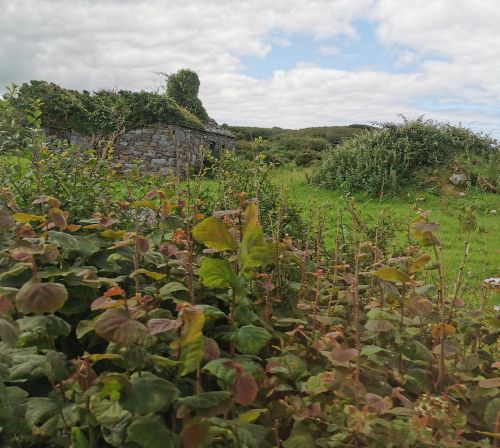 A ruined stone house by the roadside in The Burren