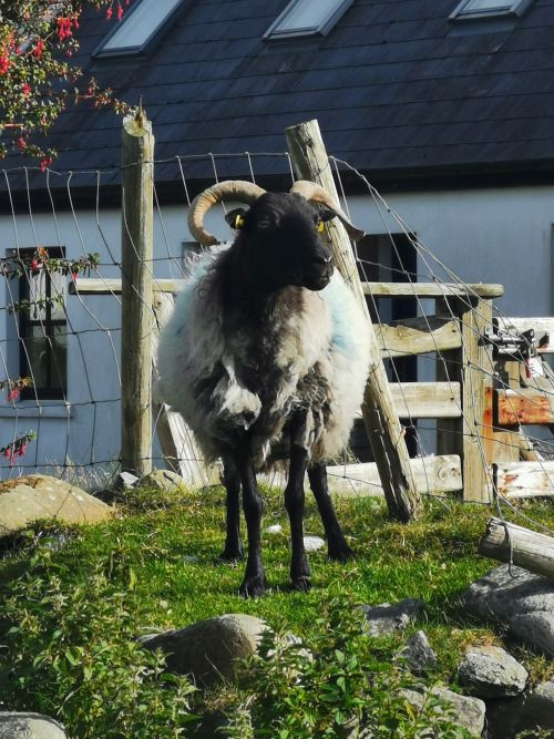 A sheep on a knoll in Dugort, Achill Island