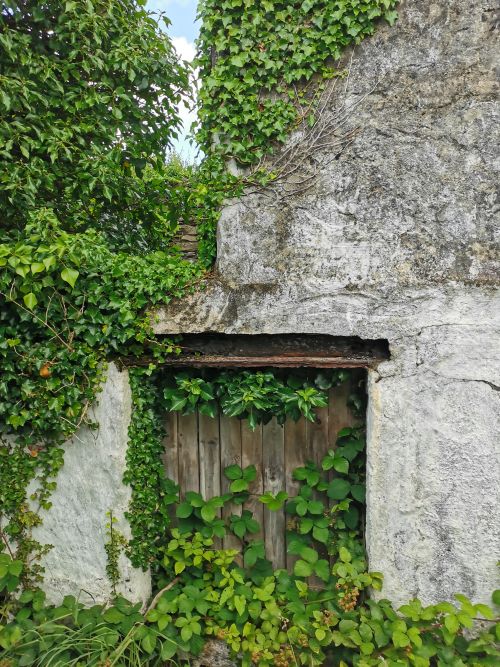 An abandoned farmhouse covered in ivy on the roadside near Letterfrack