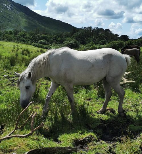 Connemara horses at Kylemore Abbey