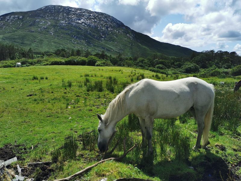 Connemara horses and the fields at Kylemore Abbey