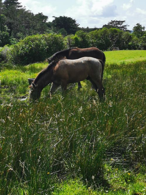 More Connemara horses at Kylemore Abbey