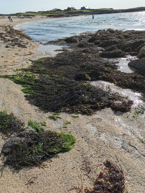 Seaweed along the Mannin Beach Blueway and the girls on the sand with Dionee in the water